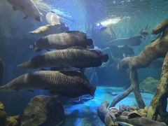 -多彩贵州城极地海洋世界