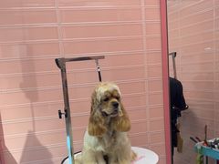 -FAELING PETS美天灵宠物(合生汇店)