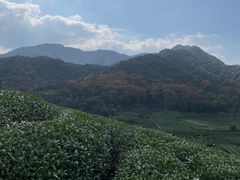 -龙坞茶村