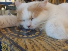 -平行世界·猫咖(首经贸店)