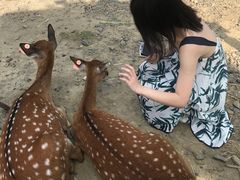 -鹿境梅花鹿生态园区