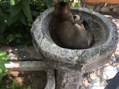 -喵屿·大理花园猫咖