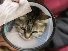 -瑞鹏宠物医院·爱宠堂·骨外专科(西荷分院)