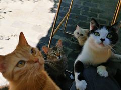 -喵屿·大理花园猫咖