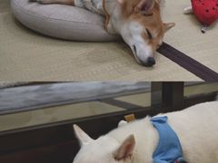 -逗柴咖啡屋·狗咖猫咖宠物桌游