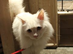 -Babycat私家御饼屋(龙头路一店)