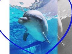 海豚湾的海豚-波塞冬旅游度假区