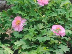 -哈尔滨文化公园