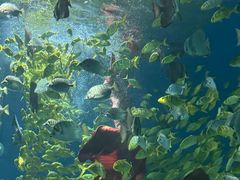-海合安武汉极地海洋公园