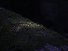 -五营红松林海景区