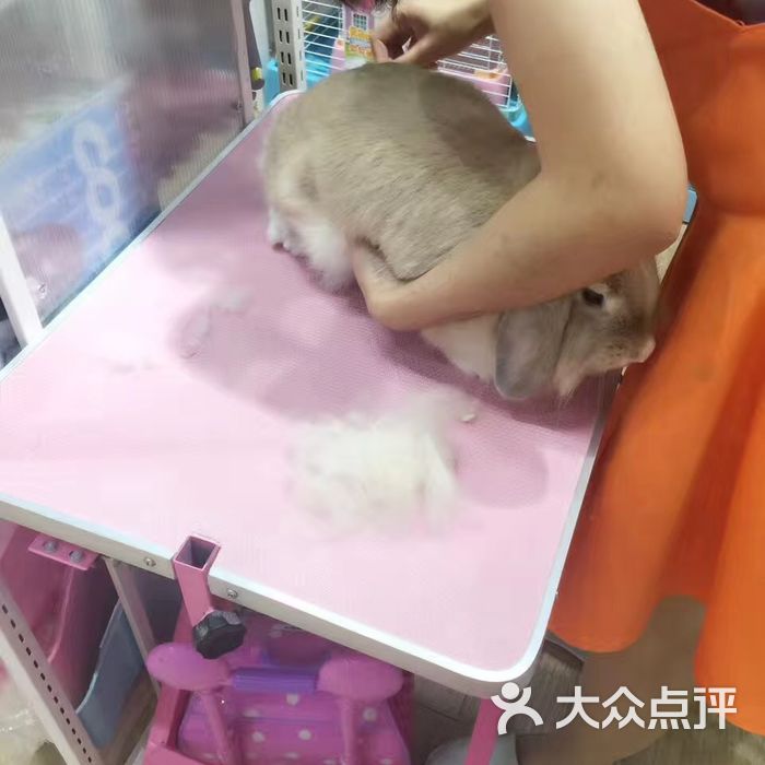 兔子百货图片-北京宠物店-大众点评网