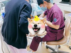 -泰康拜博口腔(松江印象城臻尔店)