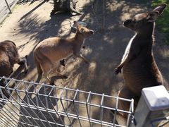 -费瑟代尔野生动物园