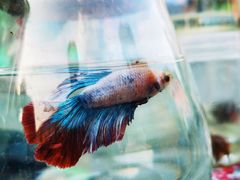 -华声天桥民俗文化园