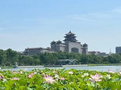-莲花池公园
