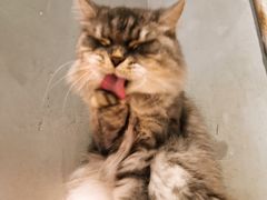 -猫儿山۰猫主题餐厅