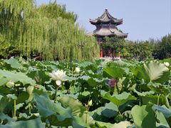 -济南大明湖景区