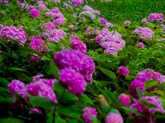 -万柳高尔夫俱乐部