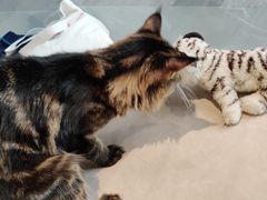 -瞄一喵猫咖(格力海岸店)