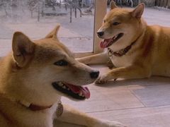 -柴犬高等学院·狗咖·柴犬售卖·宠物训练