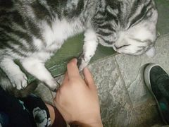 -猫咪博物馆(顶澳仔猫街店)