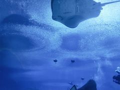 -珠海长隆海洋王国
