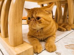 跳跳糖-飞行喵MR PILOT|猫舍·猫咖(静安大融城店)