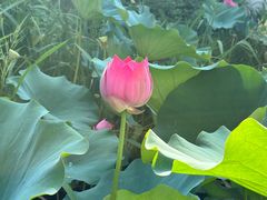 -观唐（国际）度假村温泉