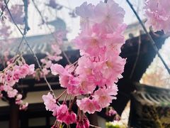 -西安青龙寺遗址景区
