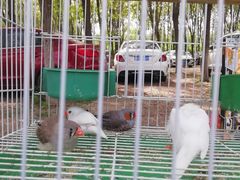 -呀路古热带植物园