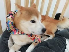-柴迷FANS CLUB·柴犬狗咖·猫咖