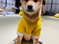 -逗柴咖啡屋·狗咖猫咖宠物桌游