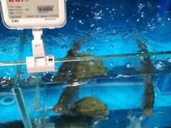 -盒马鲜生(曜一城店)