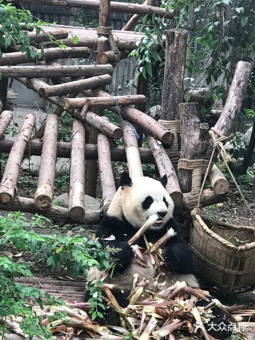 成都大熊貓繁育研究基地景點圖片