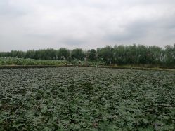 -水八仙生态园