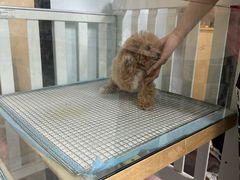 -萌宠之家·腊肠犬·马尔泰·小体犬舍