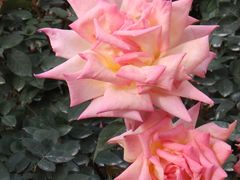 -人民公园(罗湖区)