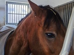 -北京群众马术培训基地