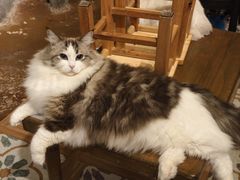 -猫猫幼稚园·撸猫·桌游·电玩