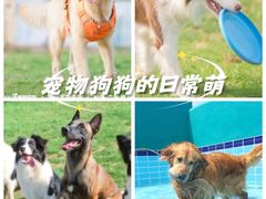 -趣玩宠物乐园寄养训犬训狗游泳池