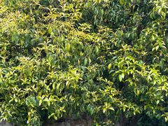 -春兰国宾馆(凤城河风景区老街店)