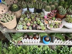 -循礼门鲜花花市(武汉循礼门店)