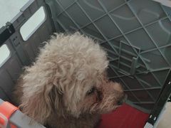 -瑞派福兴宠物医院犬猫全科·骨科·中西医结合(河东店)