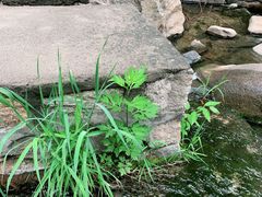 -碓臼峪自然风景区