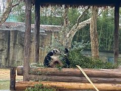 -上海野生动物园