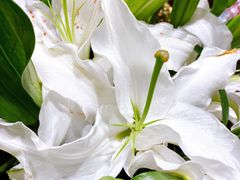 -沪花拾者(好再来花卉鲜花店)