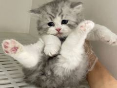 -lincat·猫舍(广州店)