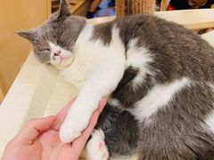 -滚猫咖啡·猫咖·猫友好撸猫(未来城店)