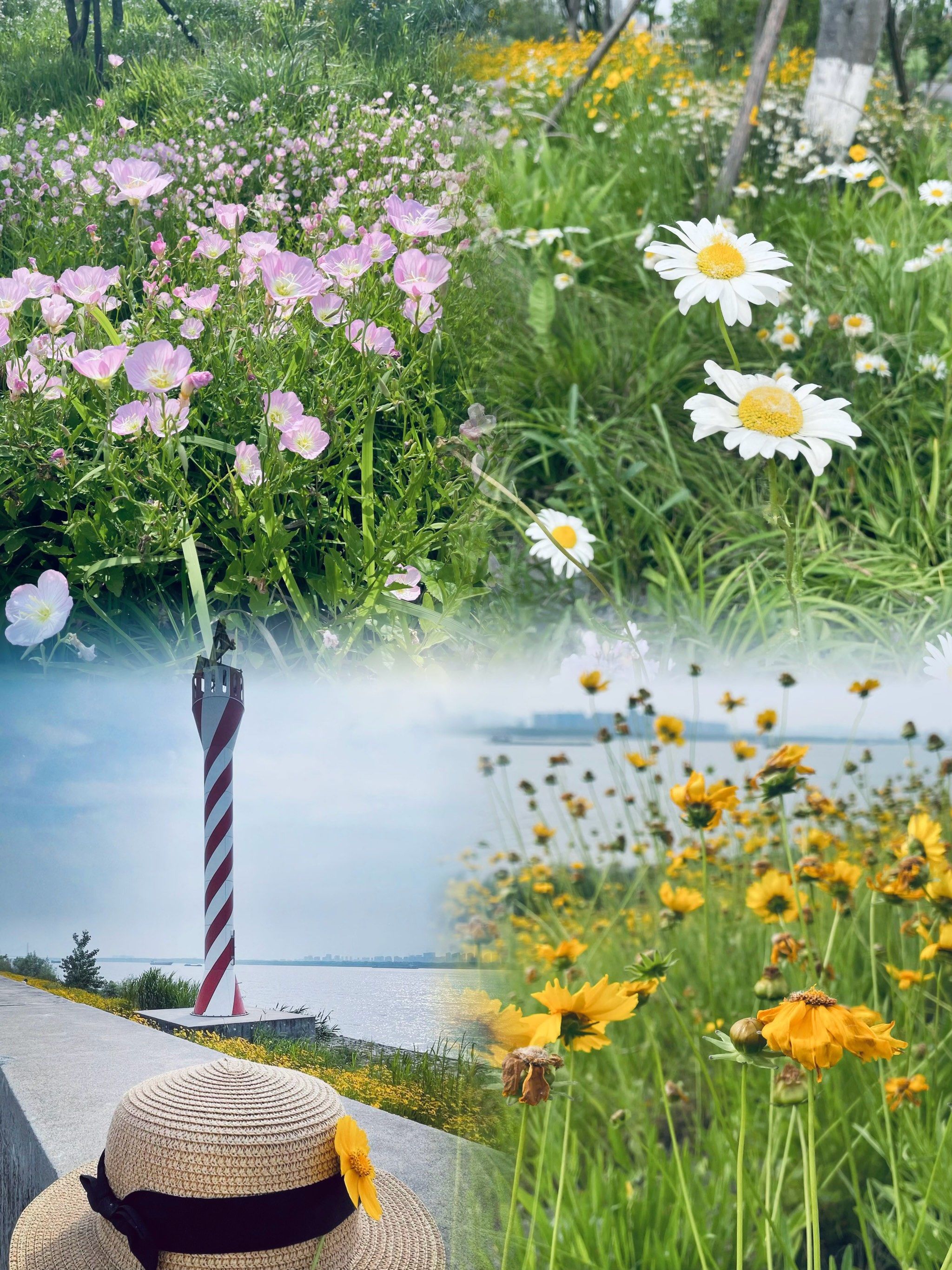 花开成海,初夏的江心洲才是实景版宫崎骏的夏天