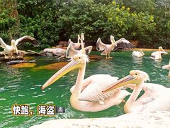 -珠海长隆海洋王国